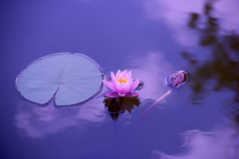 Imagen destacada de 🌸 El Loto de Espacios Virtuales: Creciendo Desde la Autenticidad
